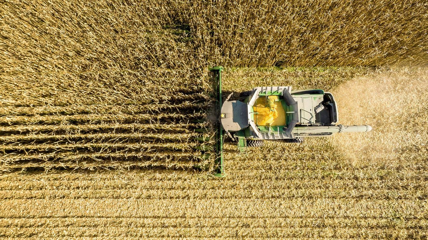 Growing Corn Is A Major Contributor To Air Pollution, Study Finds : The Salt : NPR