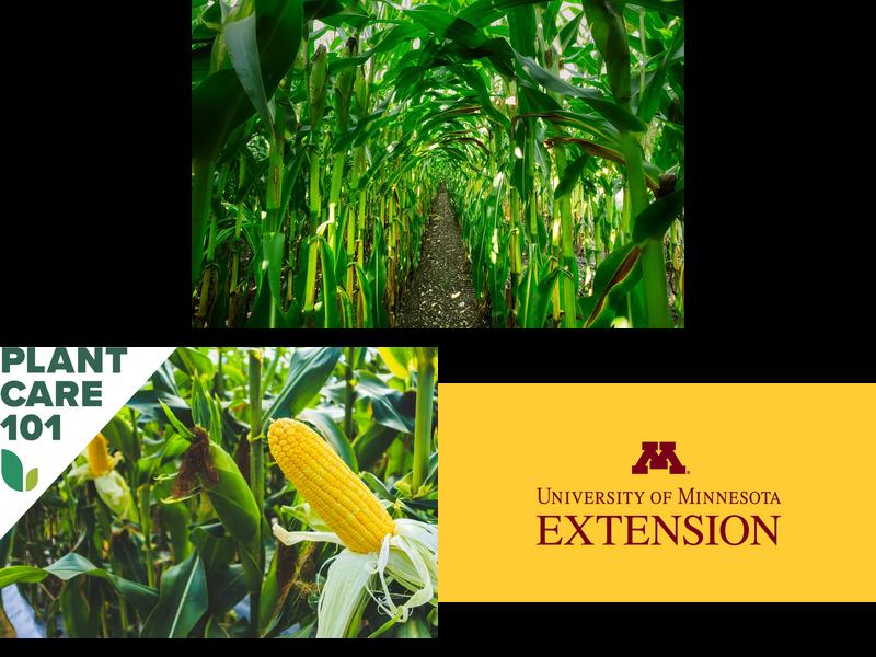 What are the key factors to consider when growing sweet corn in your garden?