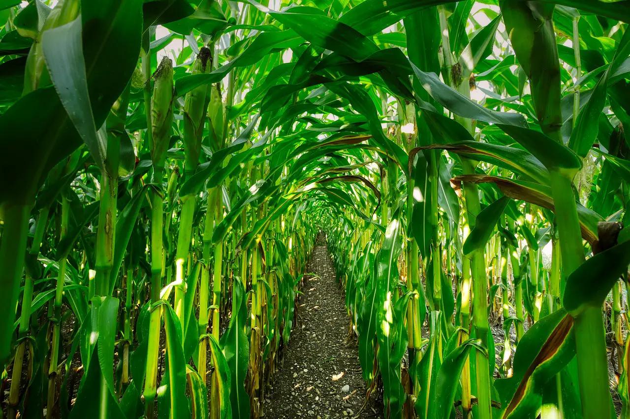 Is It Easy to Grow Corn? A Beginner’s Guide - This Happy Farm