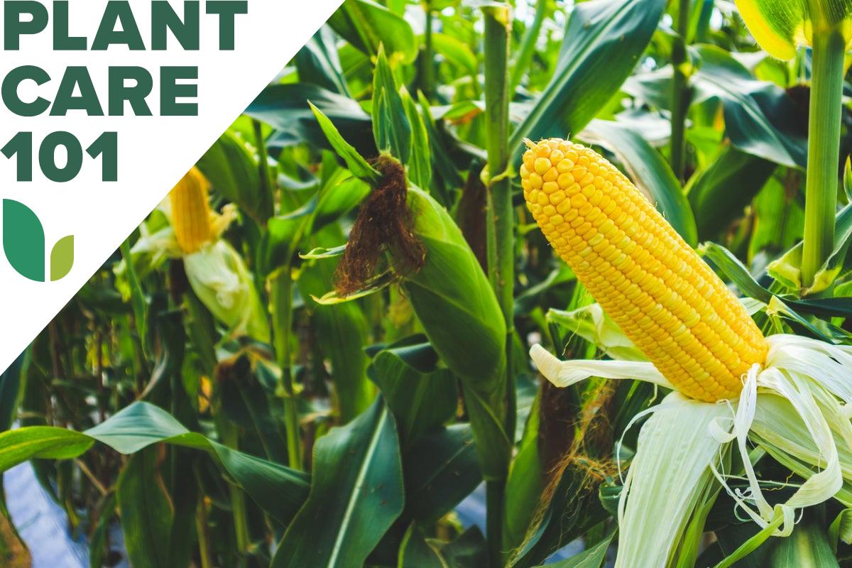 How to Grow Corn in a Home Garden- Bob Vila