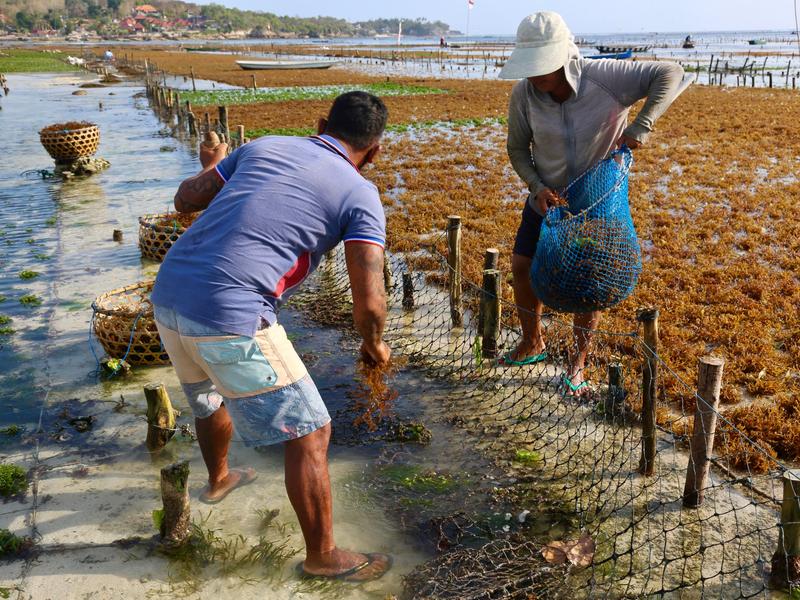Seaweed tides over Bali islanders after tourism slump | Agriculture News | Al Jazeera