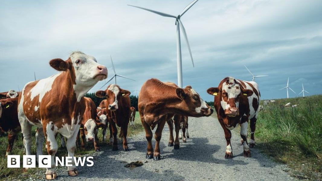 What is net zero and how are the UK and other countries doing? - BBC News