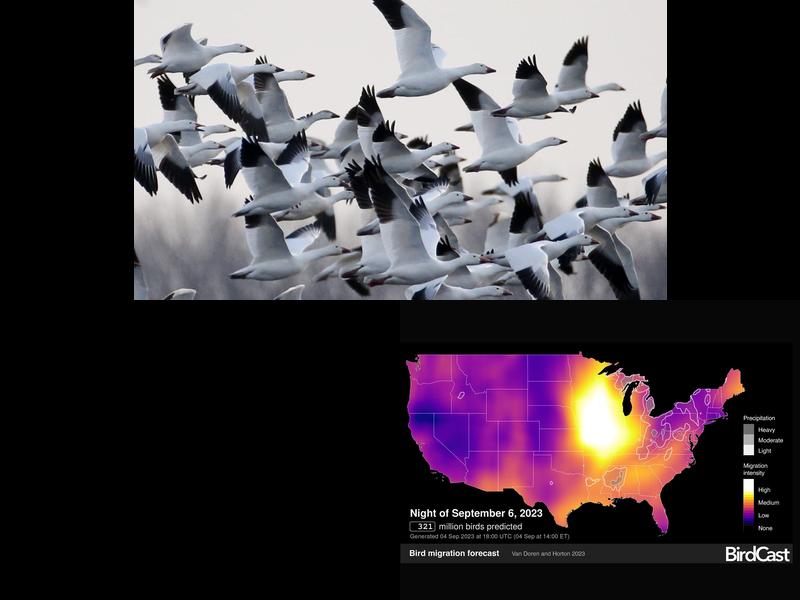 How has BirdCast revolutionized bird migration tracking and contributed to scientific research?